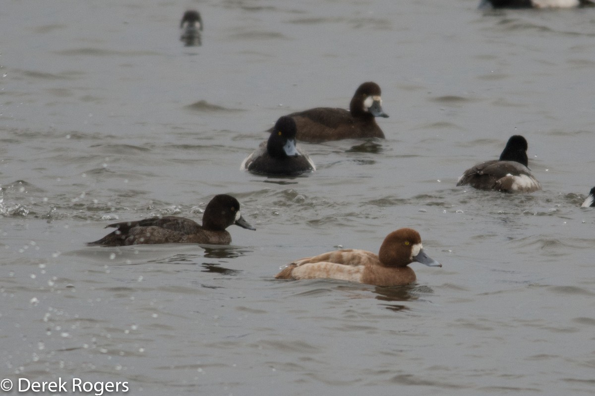 Greater/Lesser Scaup - ML24334791
