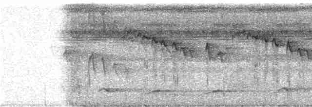 Прямоклювый колибри-отшельник (bourcieri) - ML243349