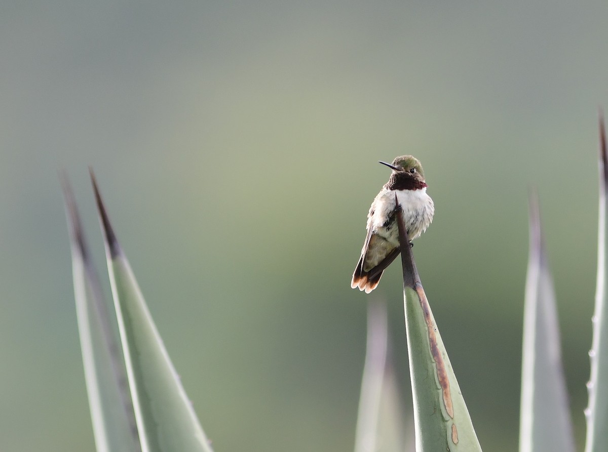 Broad-tailed Hummingbird - Brandon Nidiffer