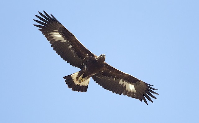 Juvenile on spring migration - Golden Eagle - 