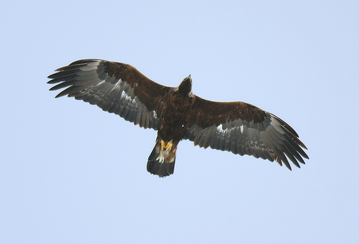 Golden Eagle - Jerry Liguori