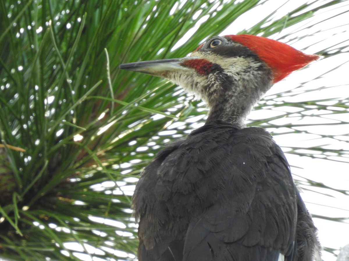 Pileated Woodpecker - ML243357451