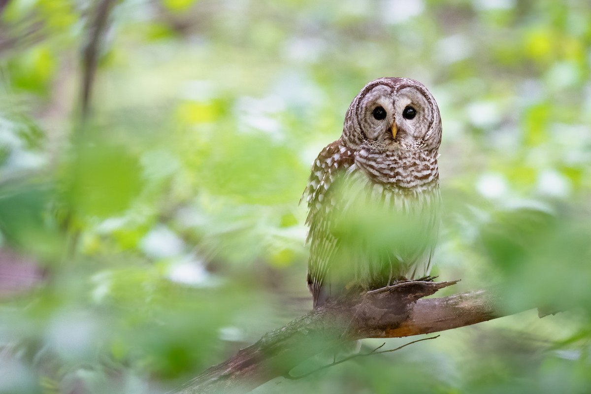Barred Owl - ML243360861