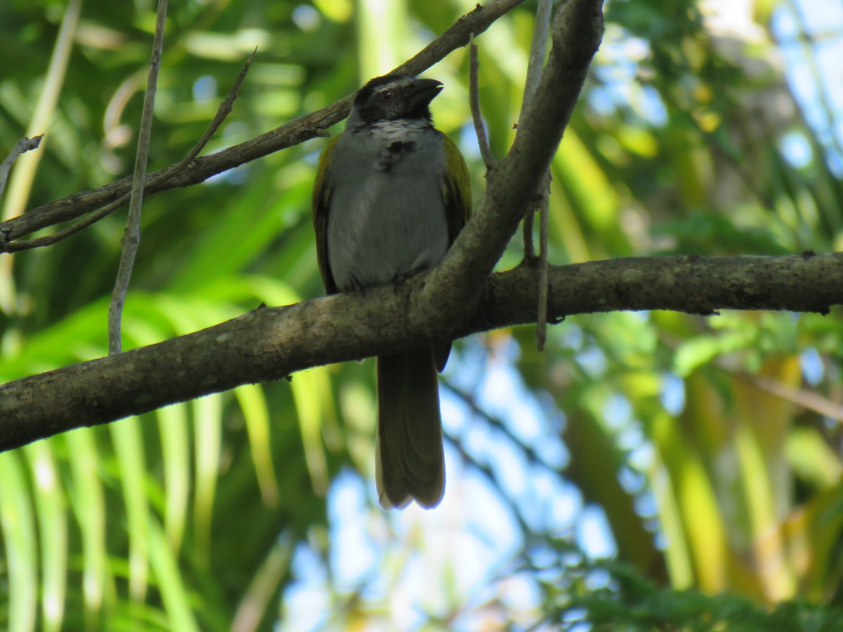 Black-headed Saltator - Green Jay Bird Conservancy Juan Flores