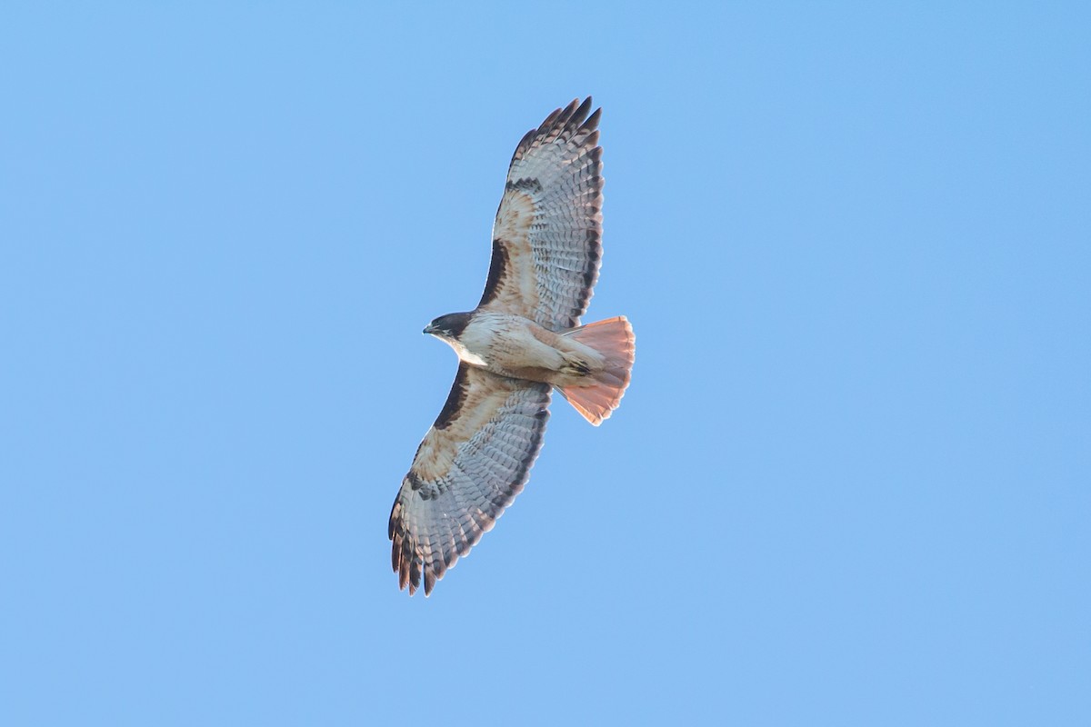 Red-tailed Hawk - Patrick Van Thull