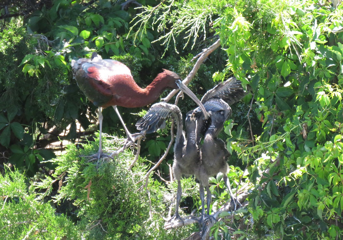 ibis hnědý - ML243366021