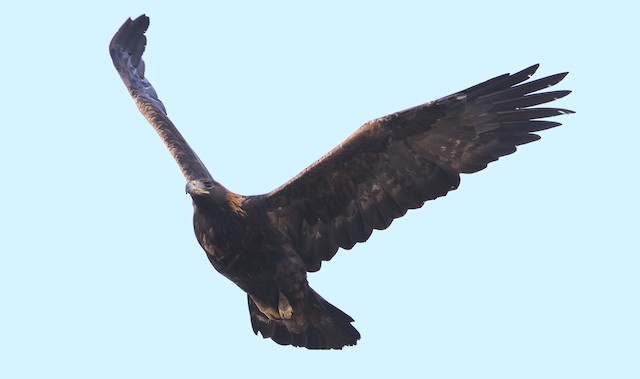 Golden Eagle Ebird Malaysia