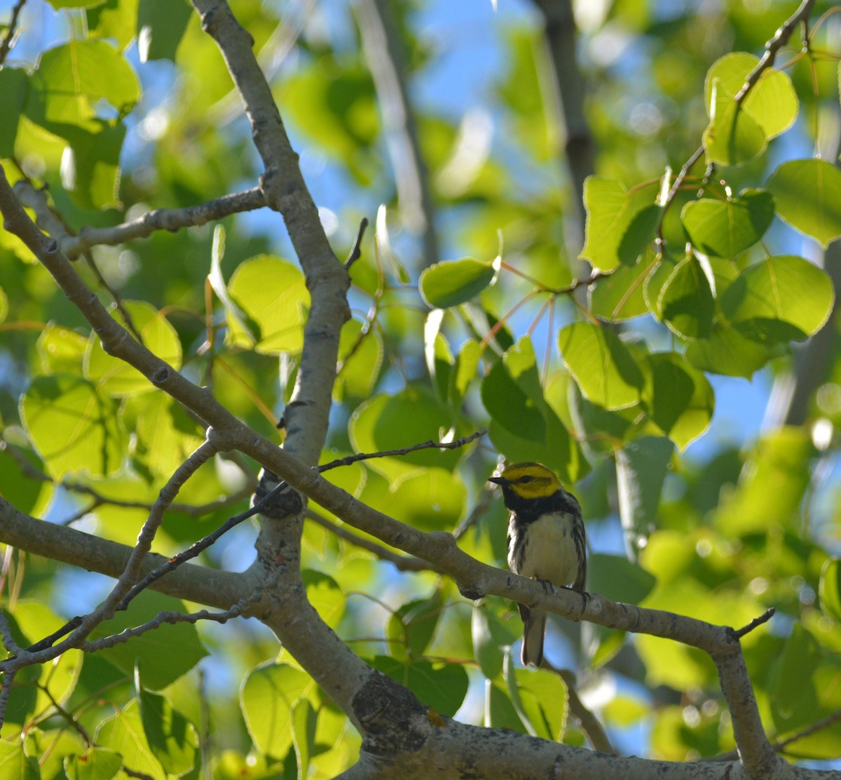 Black-throated Green Warbler - ML243369311