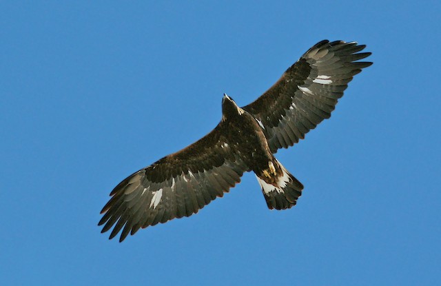 Third-year in spring - Golden Eagle - 