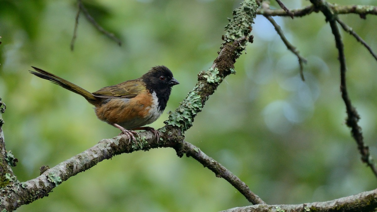 Spotted Towhee (Olive-backed) - ML243370981