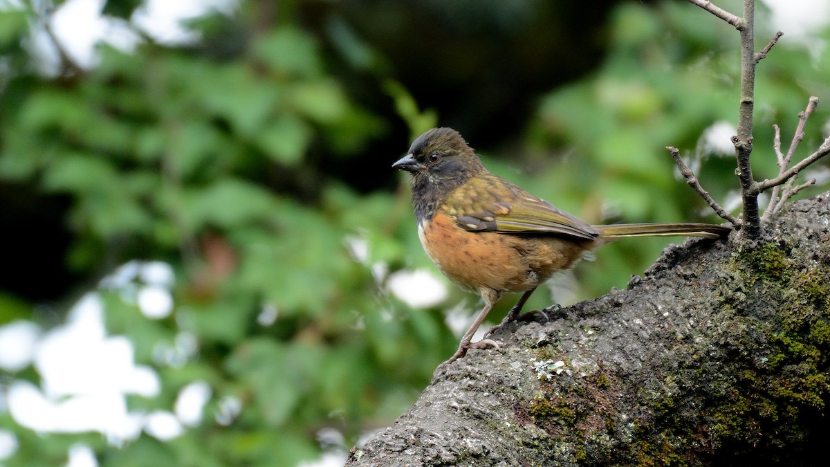 Spotted Towhee (Olive-backed) - ML243370991