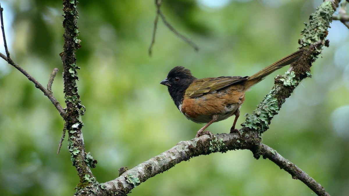 Spotted Towhee (Olive-backed) - Miguel Aguilar @birdnomad