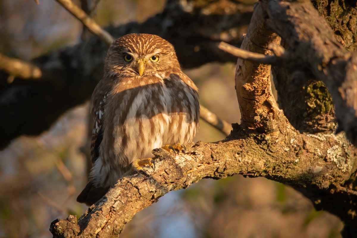 Ferruginous Pygmy-Owl - ML243373021