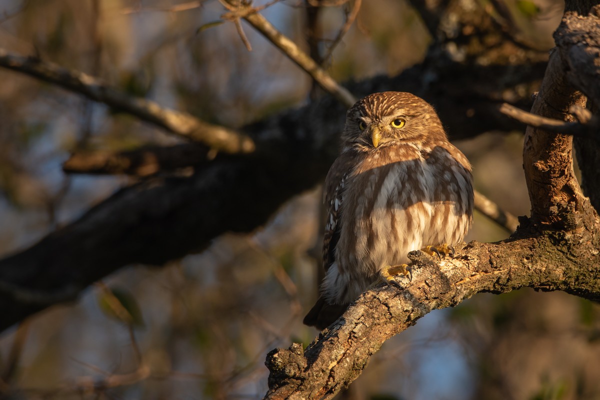 Ferruginous Pygmy-Owl - ML243373061