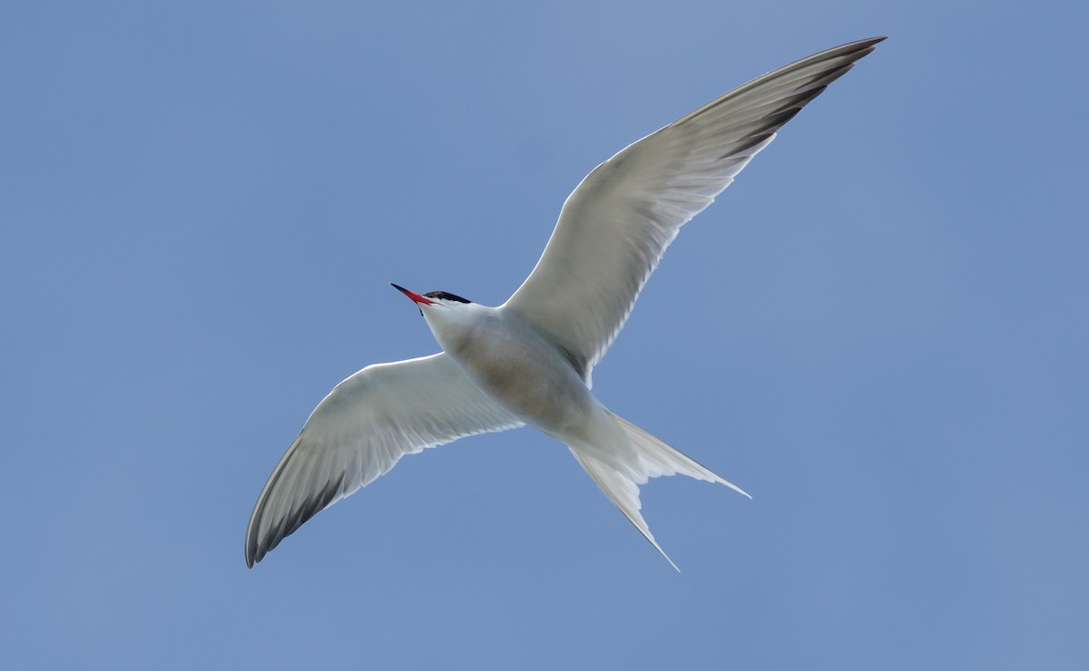 Common Tern - ML243373071