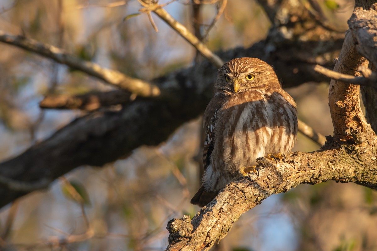 Ferruginous Pygmy-Owl - ML243373121