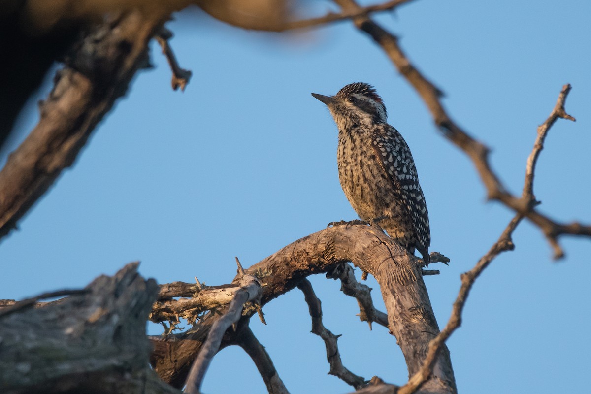 Checkered Woodpecker - ML243373191