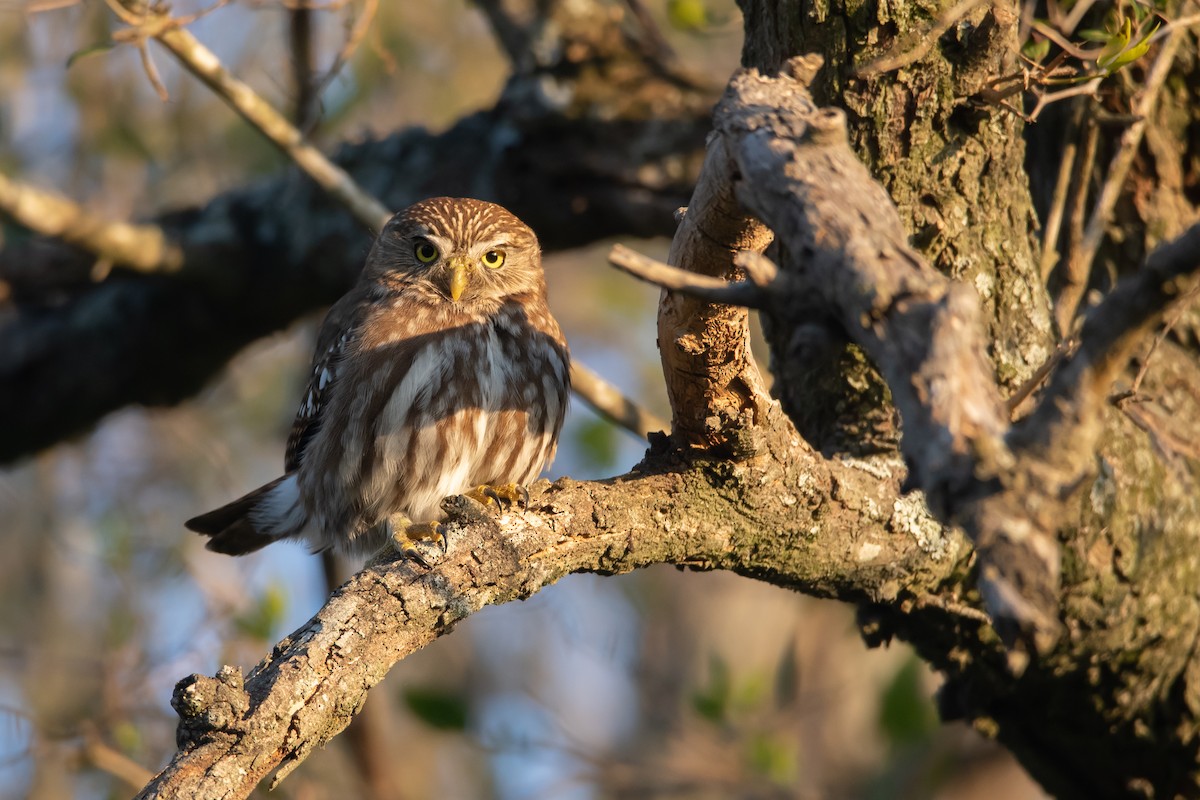 Ferruginous Pygmy-Owl - ML243373221