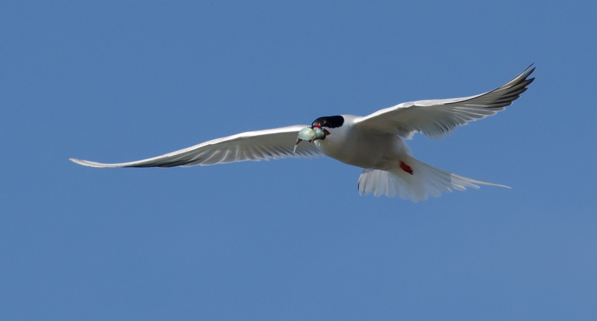 Common Tern - ML243373601