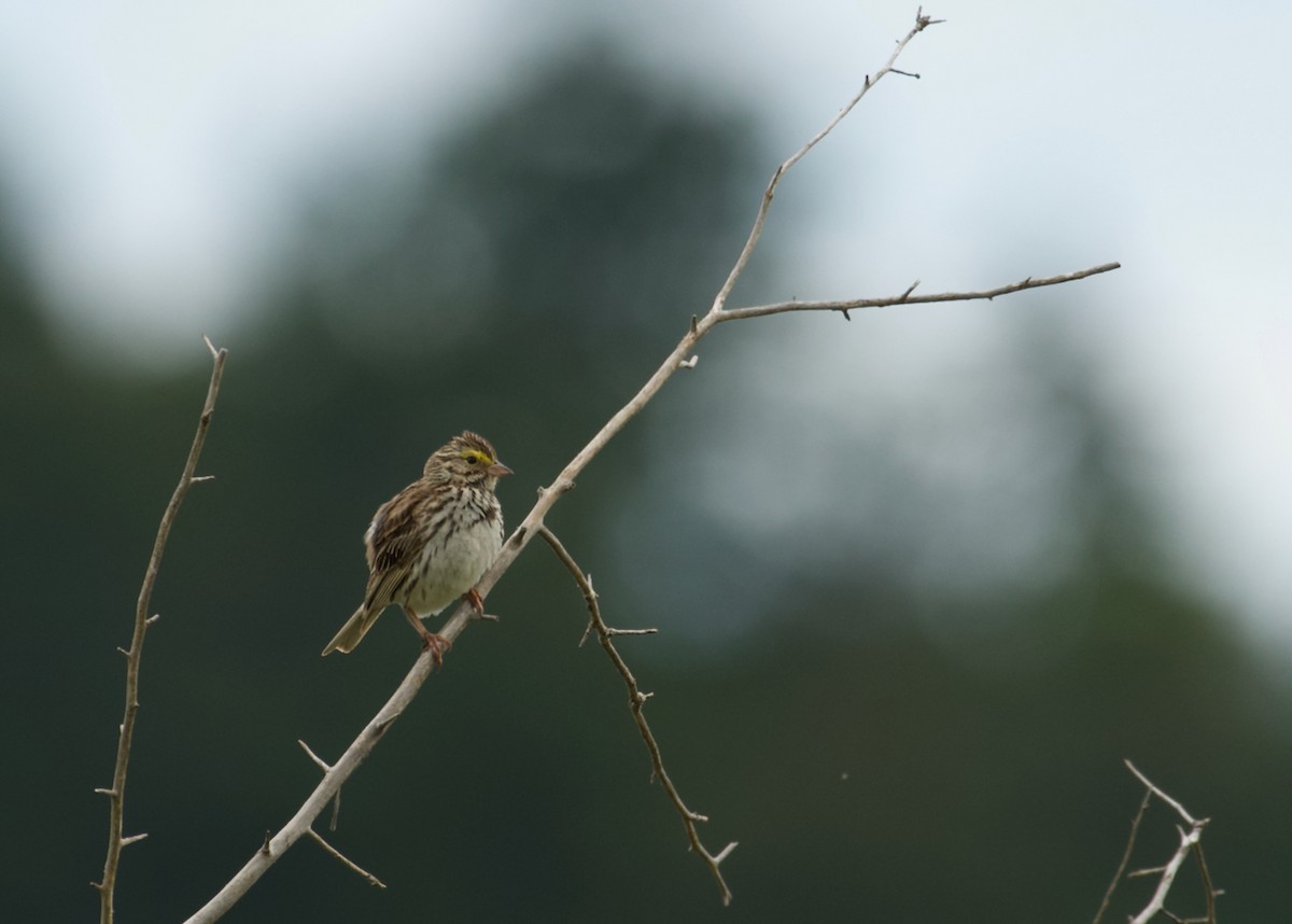 Savannah Sparrow - ML243373941