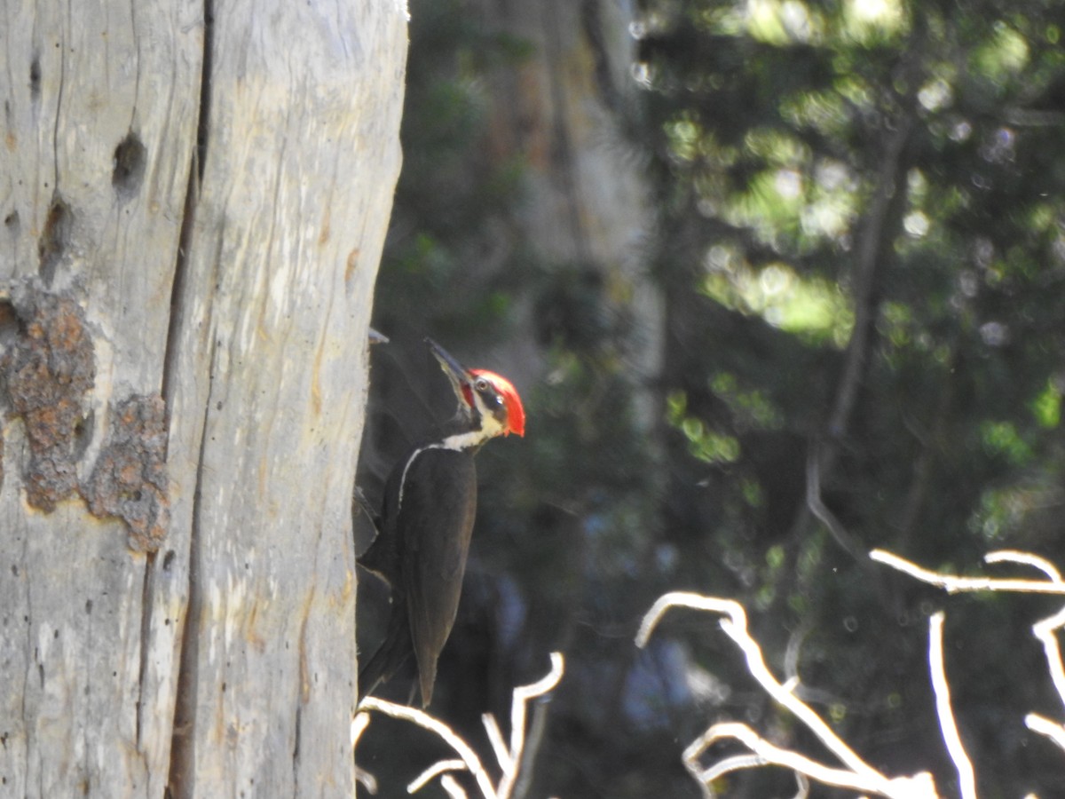 Pileated Woodpecker - ML243374161