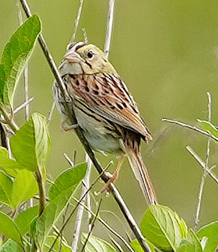 Henslow's Sparrow - ML243374761
