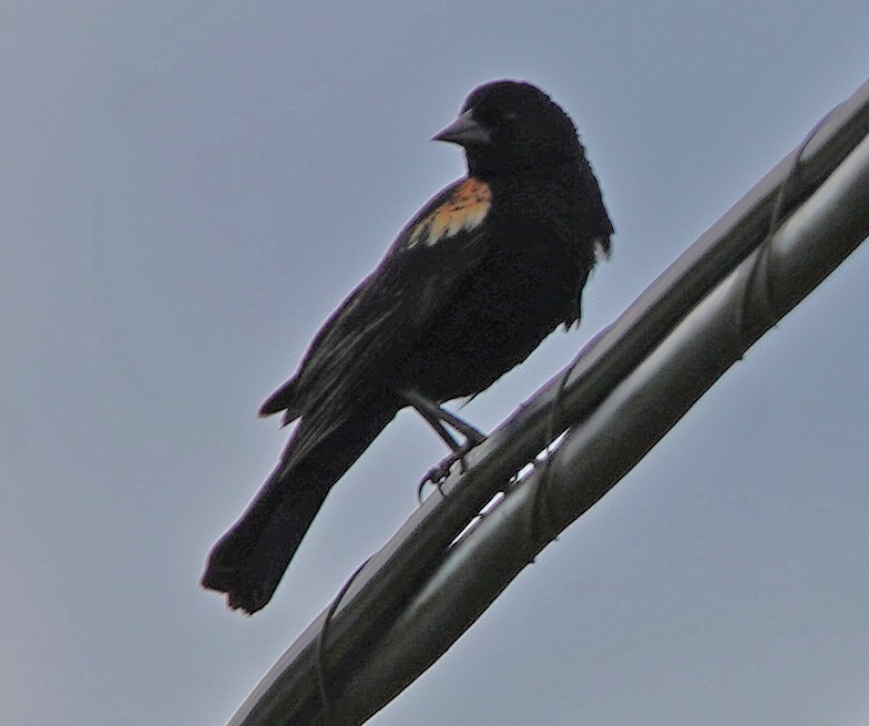 Red-winged Blackbird - ML243375371