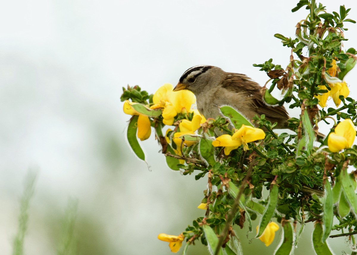 White-crowned Sparrow - ML243376601