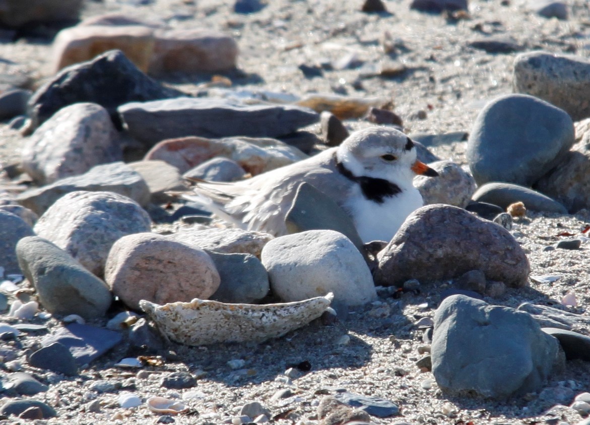 Piping Plover - ML243379871