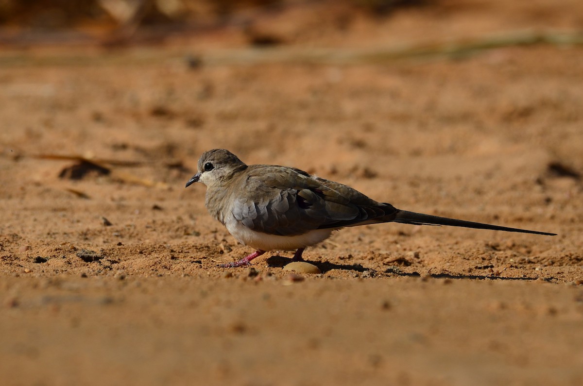 Namaqua Dove - Watter AlBahry
