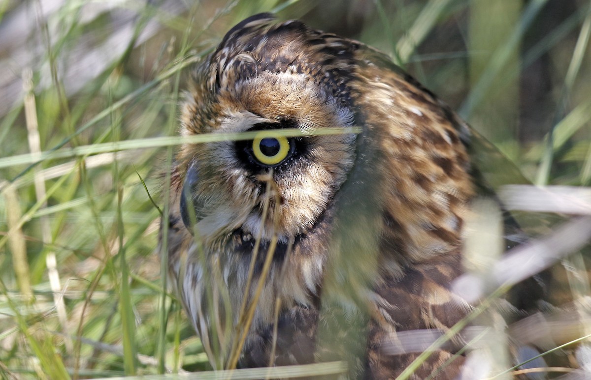 Short-eared Owl (Antillean) - ML243385541