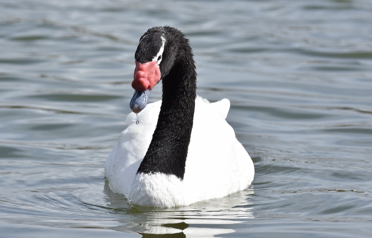 Black-necked Swan - Gaylene Vasaturo