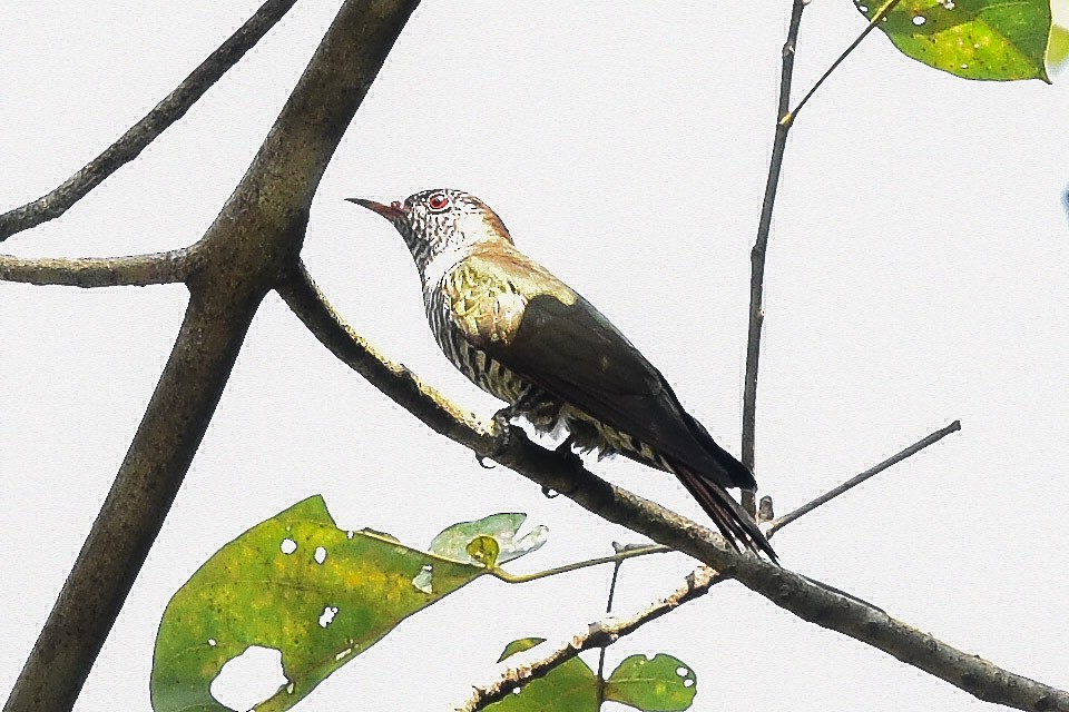 Asian Emerald Cuckoo - Piyapong Chotipuntu