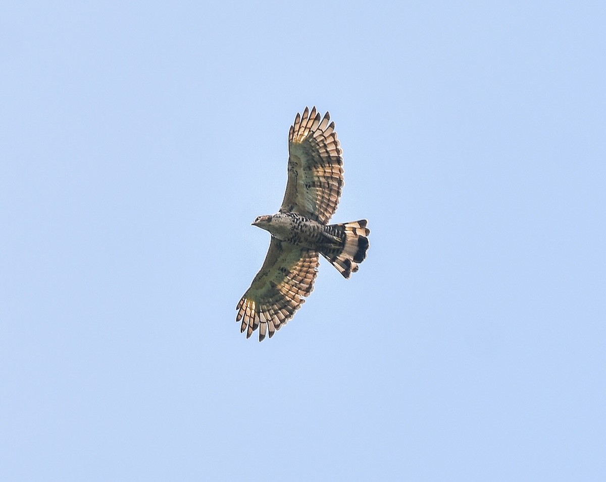 Blyth's Hawk-Eagle - Piyapong Chotipuntu