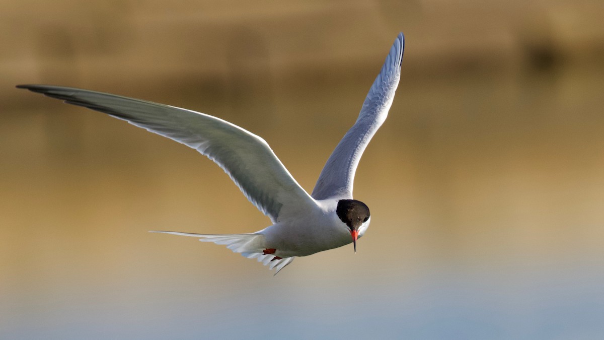 Common Tern - Brian Rusnica