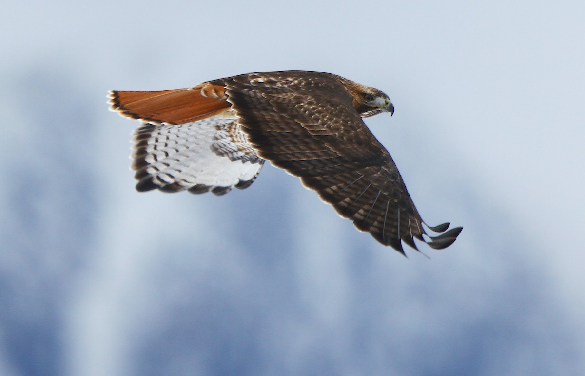 Red-tailed Hawk (calurus/alascensis) - ML243394251