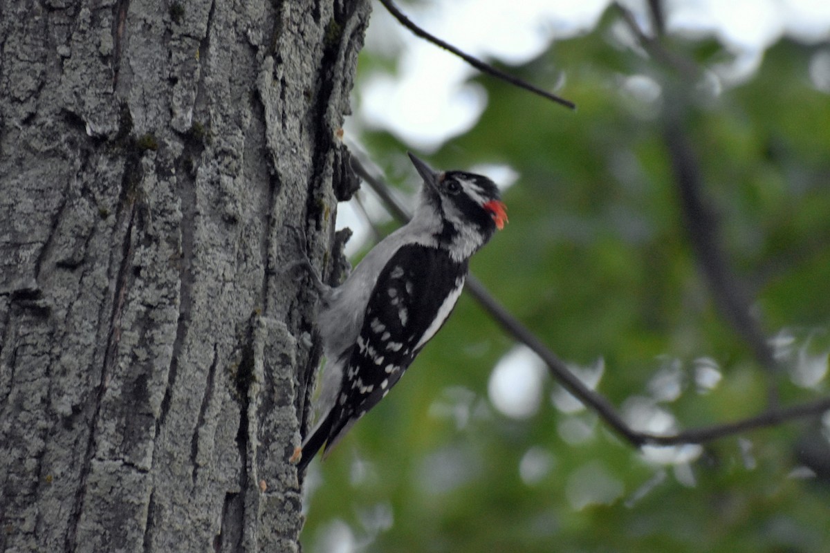 Downy Woodpecker - ML243397811