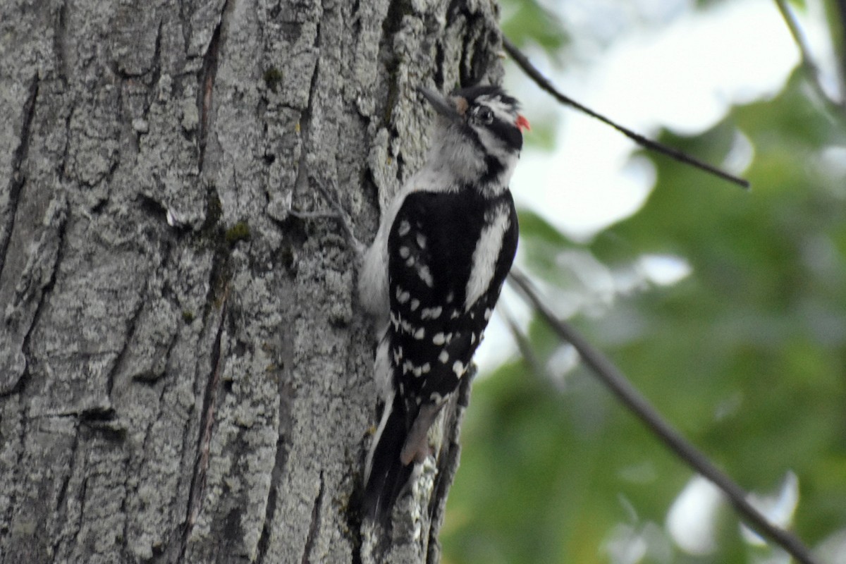 Downy Woodpecker - ML243397821
