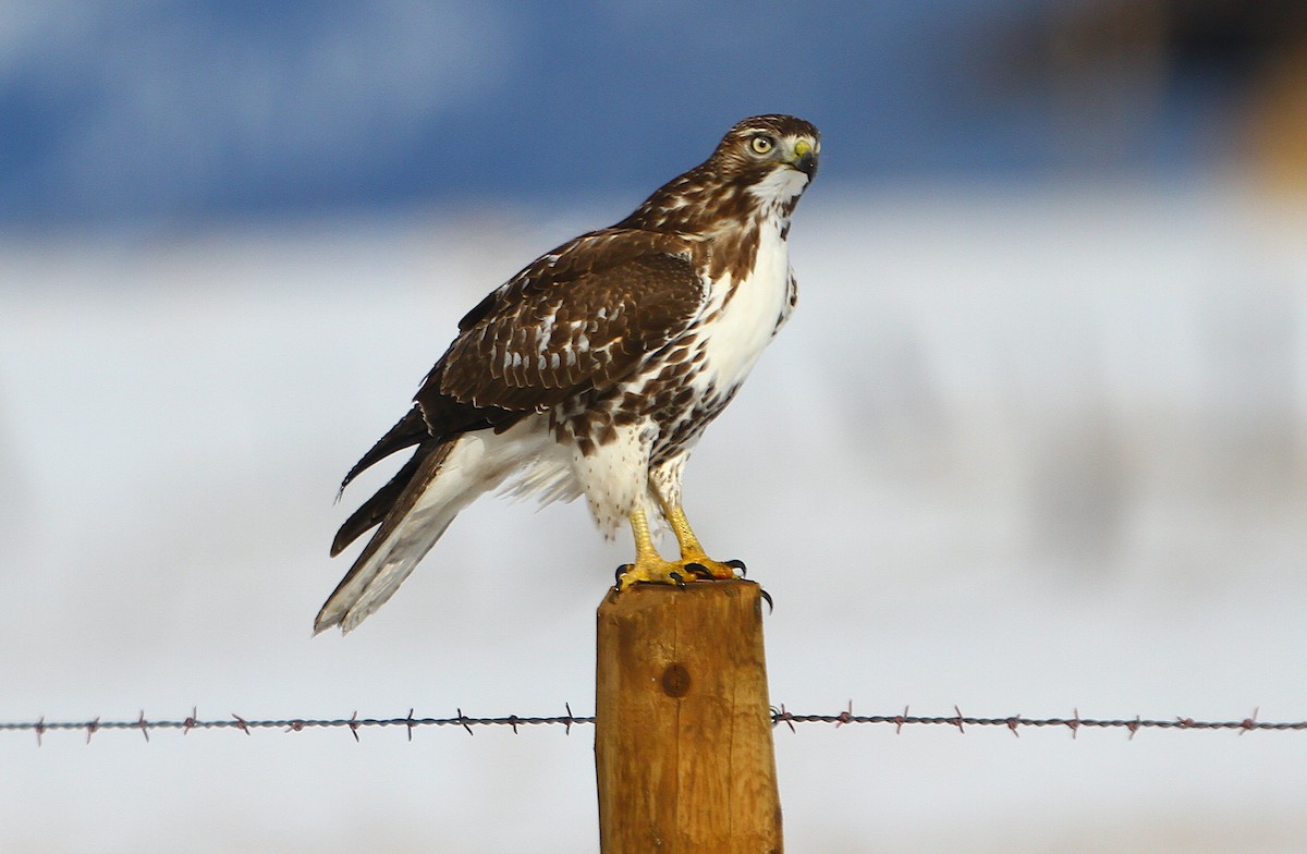 Red-tailed Hawk - ML243398301