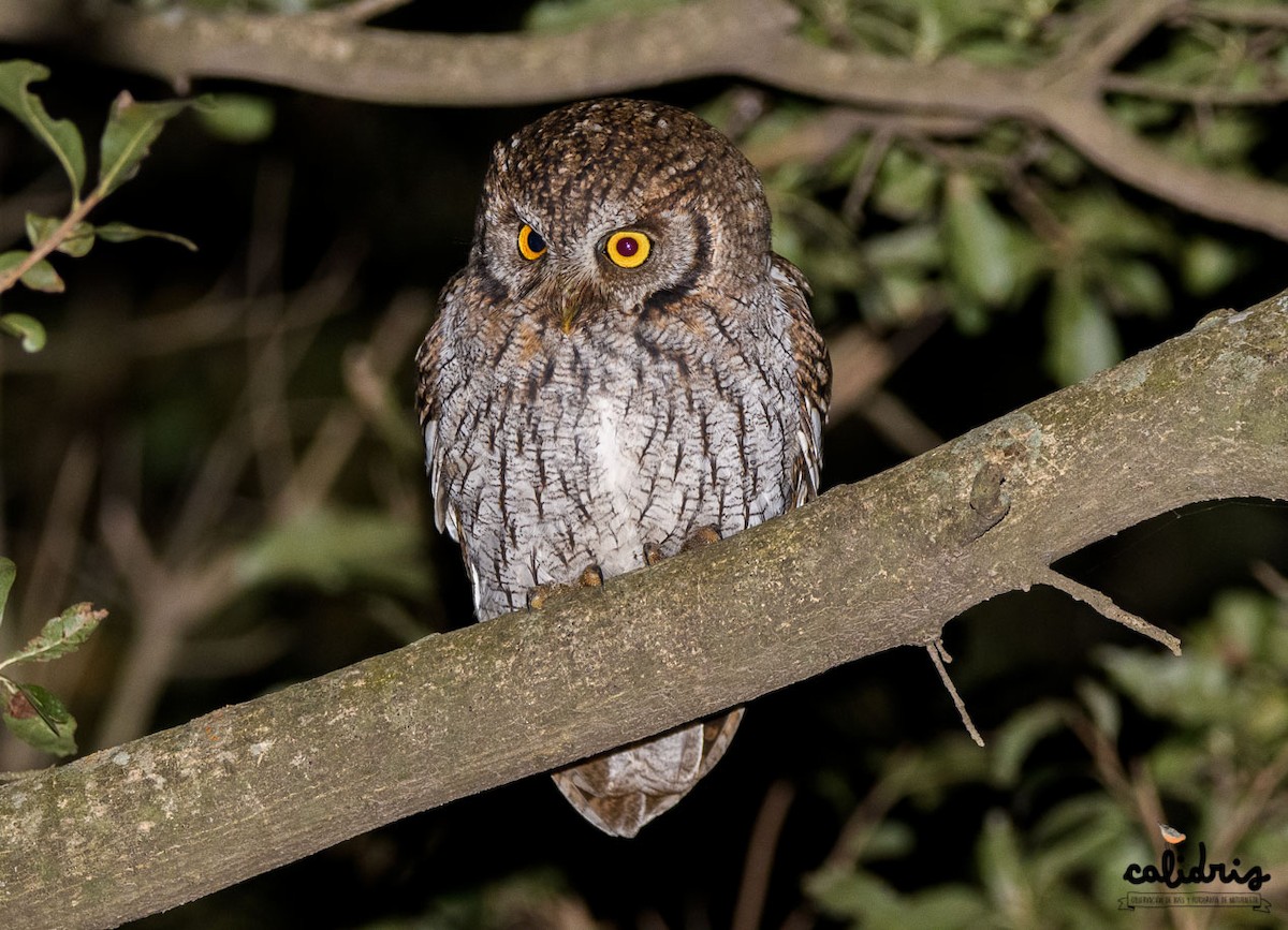 Tropical Screech-Owl - Mauricio Schmithalter