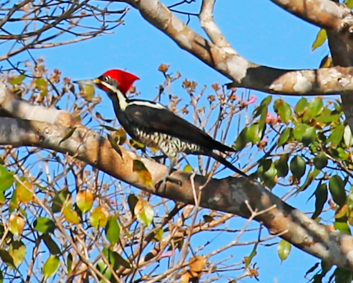 Crimson-crested Woodpecker - olivia graves