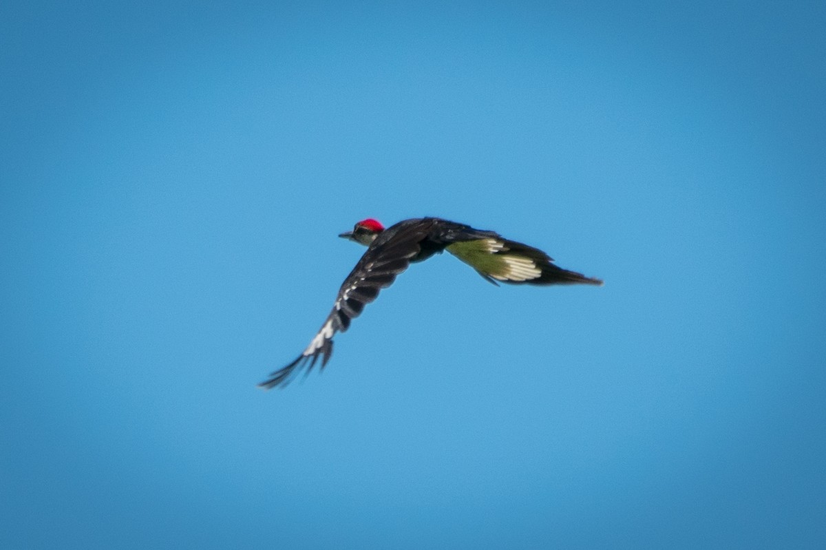 Pileated Woodpecker - Ed McGee