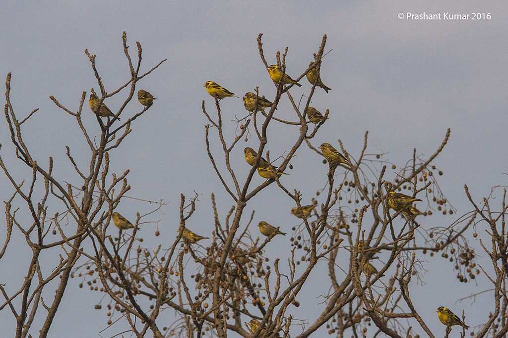 Yellow-breasted Greenfinch - Prashant Kumar