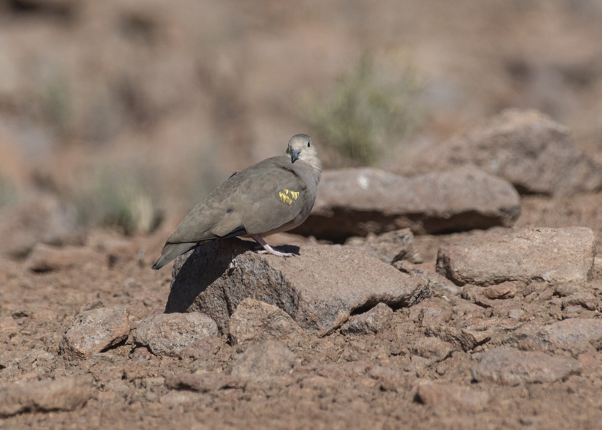 Golden-spotted Ground Dove - VERONICA ARAYA GARCIA
