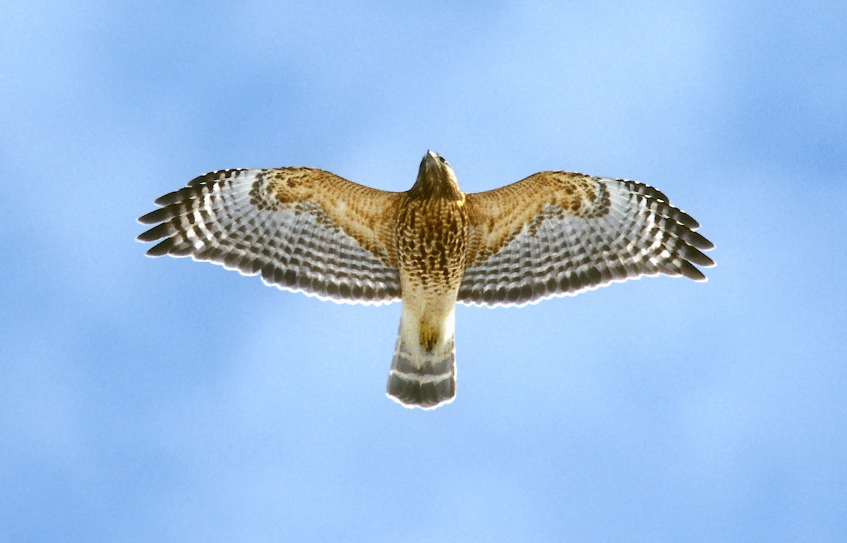 Red-shouldered Hawk - Jerry Liguori
