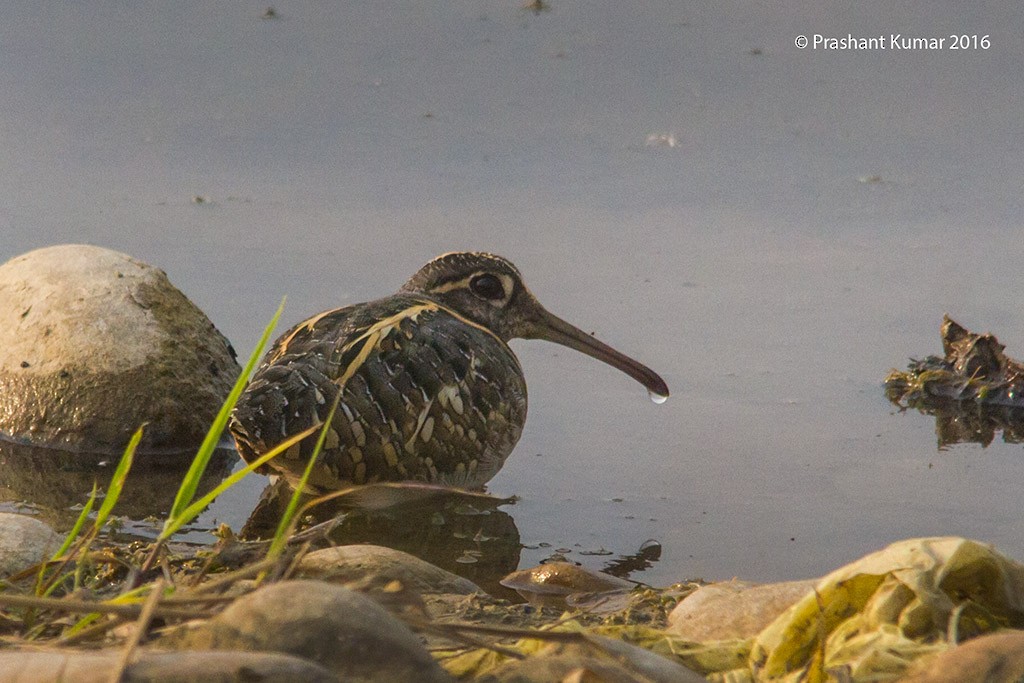 Greater Painted-Snipe - ML24340861