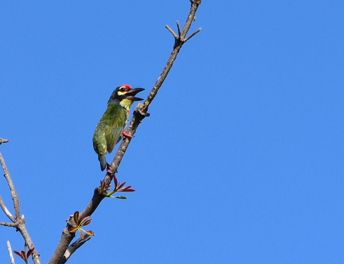 Coppersmith Barbet - Nats M