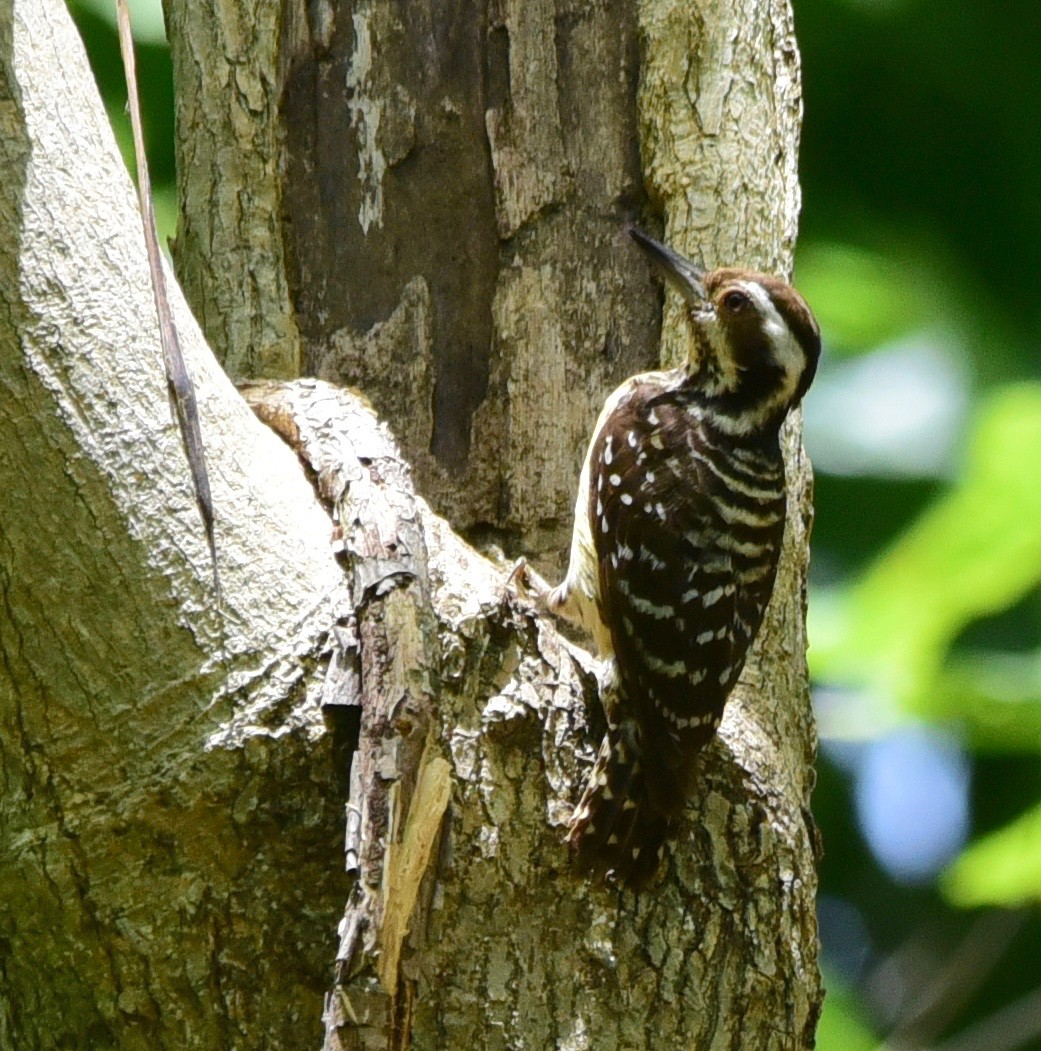 Philippine Pygmy Woodpecker - ML243409571