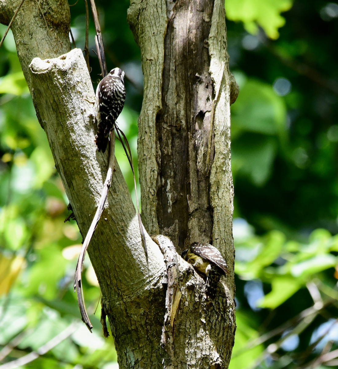 Philippine Pygmy Woodpecker - Nats M
