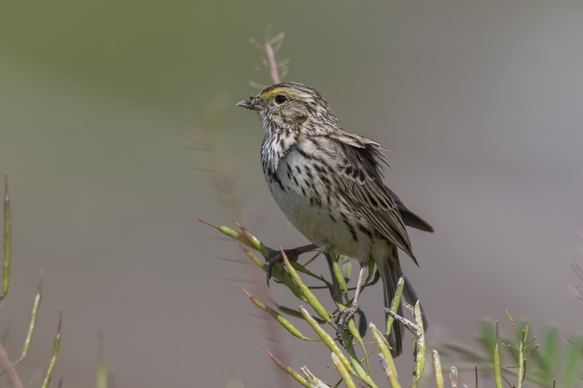 Savannah Sparrow - ML243410651